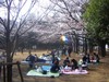 Hanami1_3