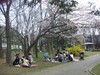 Hanami2_1